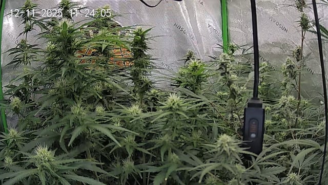 Bruce Banner (Auto) — flower, day 60