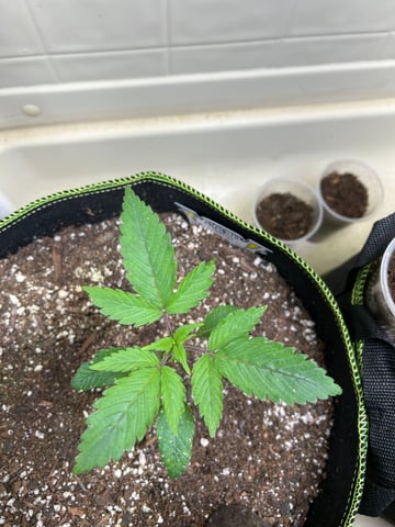 12 assed raven — vegetative, day 28