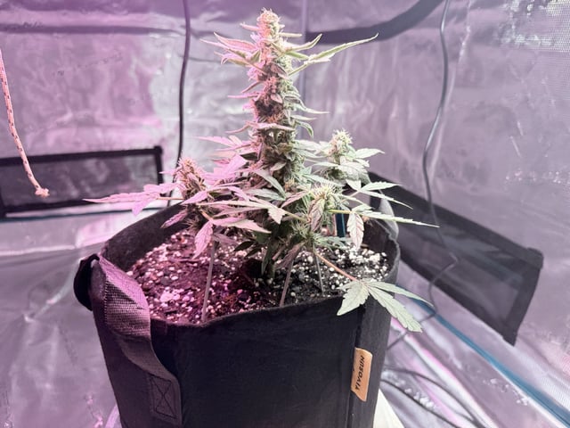 4’x8’ Grow1 — vegetative, day 55