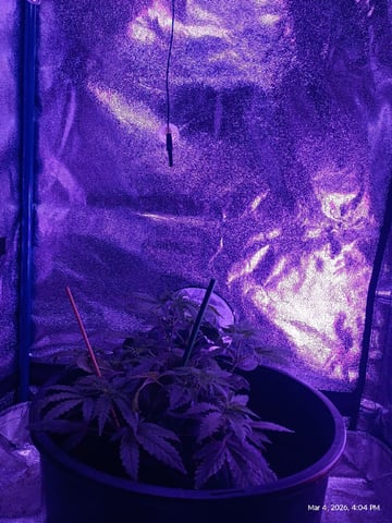 Georgia Pie Female Photo — vegetative, day 11