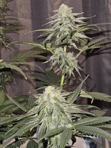 Bruce Banner #4  — flower, day 96