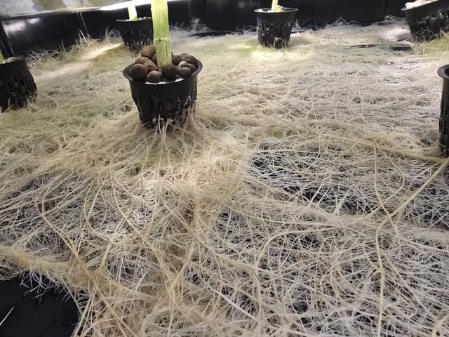 Oceanz 16 — flower, day 110