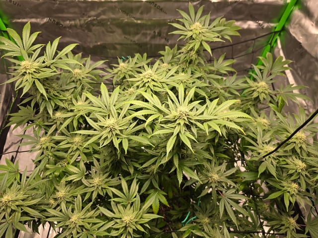 First grow — flower, day 92