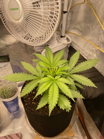 Widows Mimosa(auto) F2 progeny — vegetative, day 28