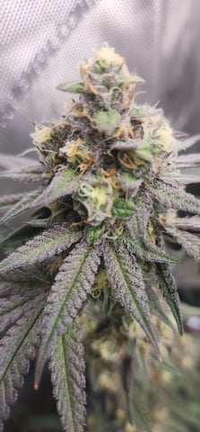 First clones (Dr nefario)  — flower, day 74