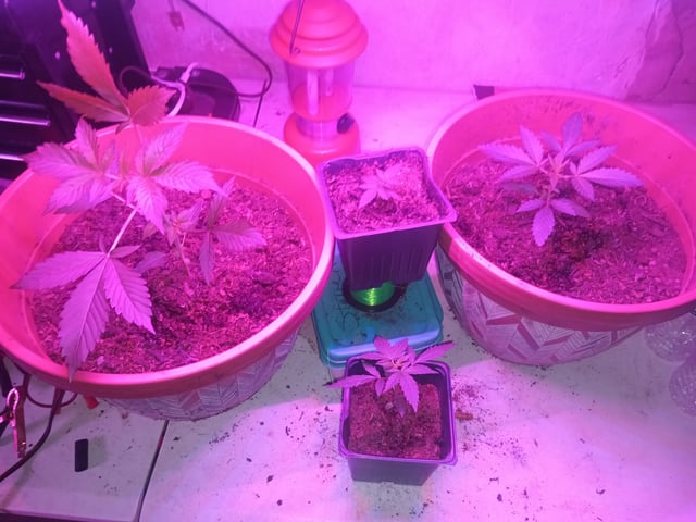 aurora auto — vegetative, day 49