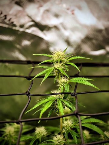 First attempt at planting some seeds — flower, day 67