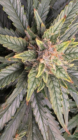 Sapphyre & Rockslide — flower, day 89