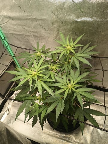 Otto tent  — flower, day 9