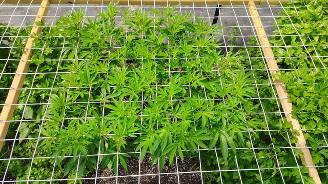 Outdoor 2026 — vegetative, day 22