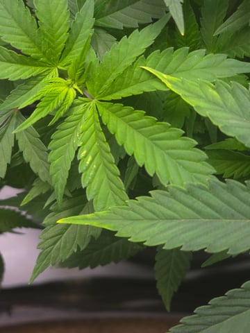 Purple Haze  — vegetative, day 39