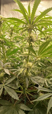 newest ggs setup grow — flower, day 52