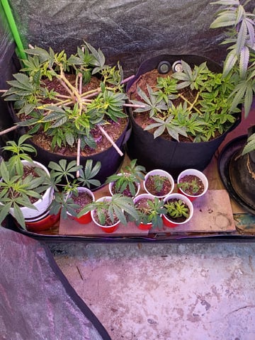 Purple Plum Perfect 💜 & 2 Grape Runtz 🍇 Mainlining garden.  — vegetative, day 127