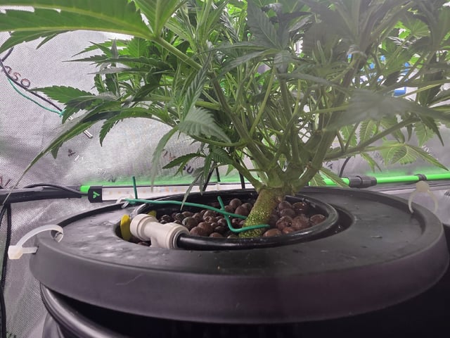 Northern Lights / Banana Kush — flower, day 44
