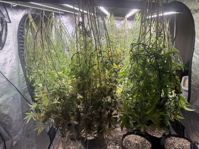 7 Strains 14 Plants 