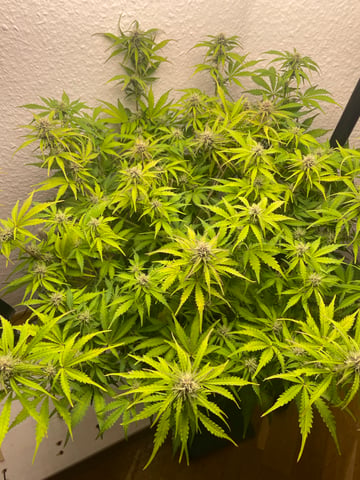 Mashenka — auto, day 5