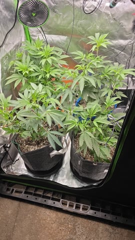 MAIN ROOM — vegetative, day 1