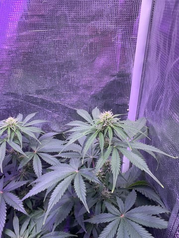 Auto variety  — flower, day 50