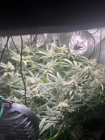 2nd Run — flower, day 132