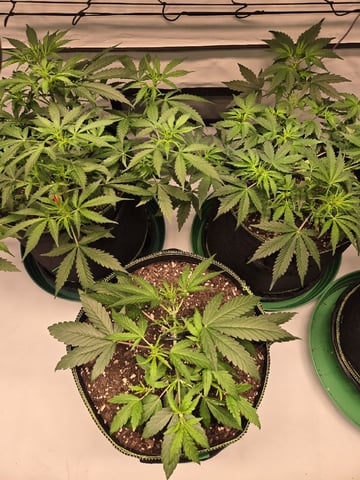 GDP auto 3X5 tent — flower, day 46