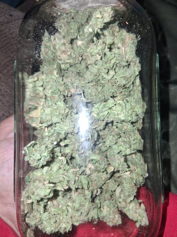 Blueberry OG Kush — flower, day 50