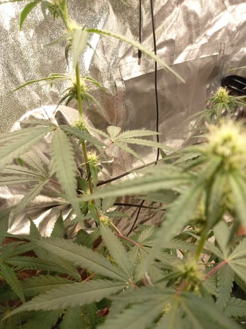 ( Guava Dawg × Sour Tangie ) F2 — flower, day 20