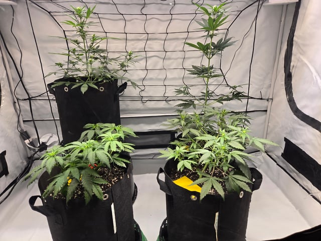 2nd Grow 3x5 tent — vegetative, day 36