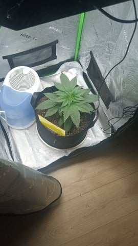 Critical Purple Kush — vegetative, day 40