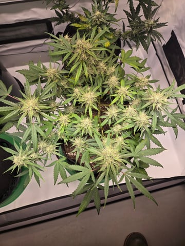 2nd Grow 3x5 tent — flower, day 66