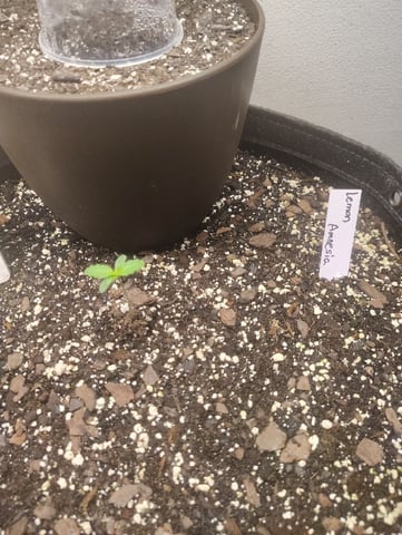Beans For Days run — seedling_rooting, day 6