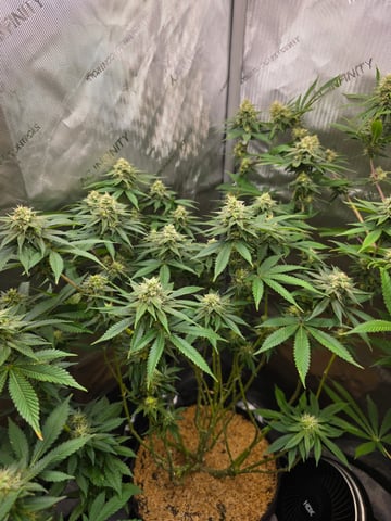 Purple Haze  — harvest, day 90