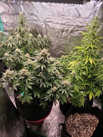 Lemon Cherry Cookies, Purple Haze and Strawberry Gorilla Grows — flower, day 83