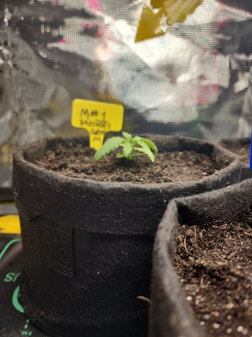 HE1E we GROW  — seedling_rooting, day 37