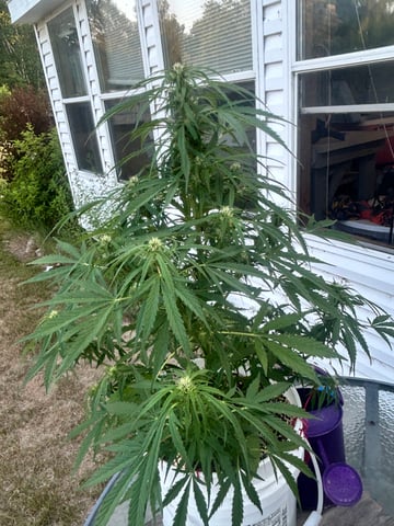 First ever grow — flower, day 69