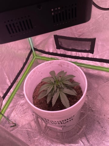 gmoxIcc — seedling_rooting, day 7