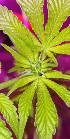 triangle kush  — flower, day 53