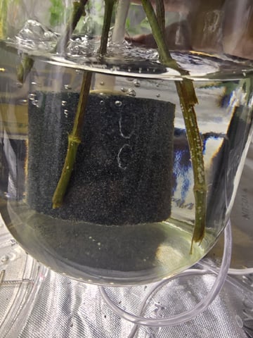 Oceanz 16 — vegetative, day 54