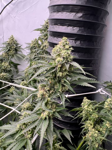 Permanent Marker, Gary Payton — flower, day 49