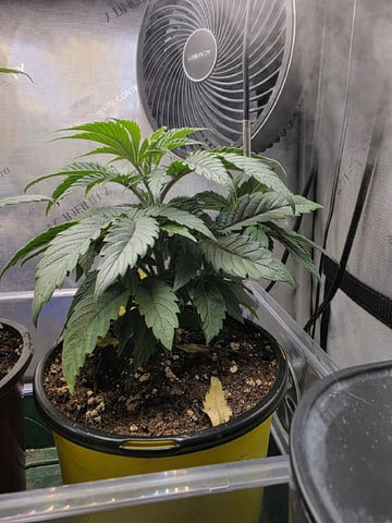Granny Candy and PLCG — vegetative, day 35