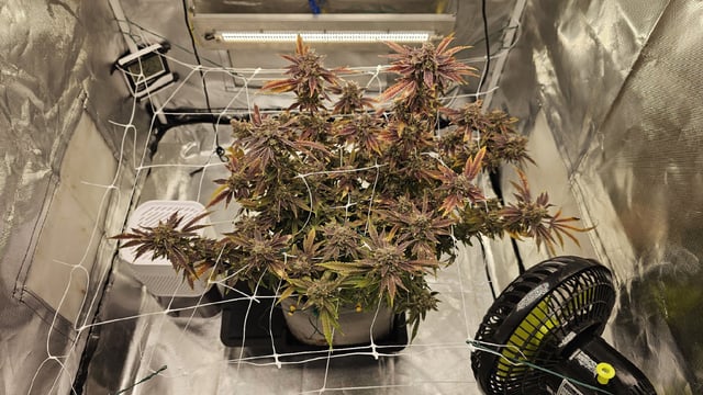 Jelousy Fast(Photo) & Ultra Voilet (Auto) — flower, day 75