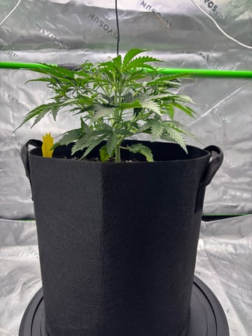 Fall 2025 Grow — vegetative, day 27