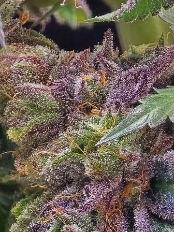 Divine Gelato 3 x Blue Zushi x 44 Photo — flower, day 110