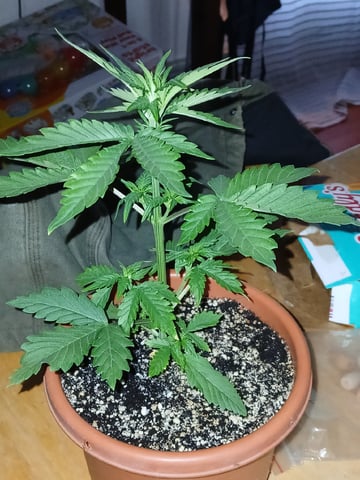 CountryG  — seedling_rooting, day 26