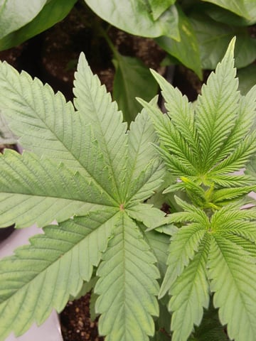 blue dream bag seed — vegetative, day 10