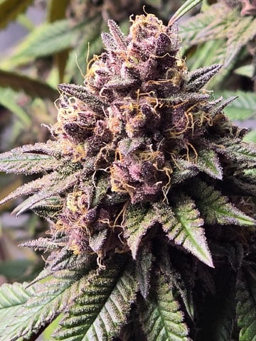 CLONES — harvest, day 122
