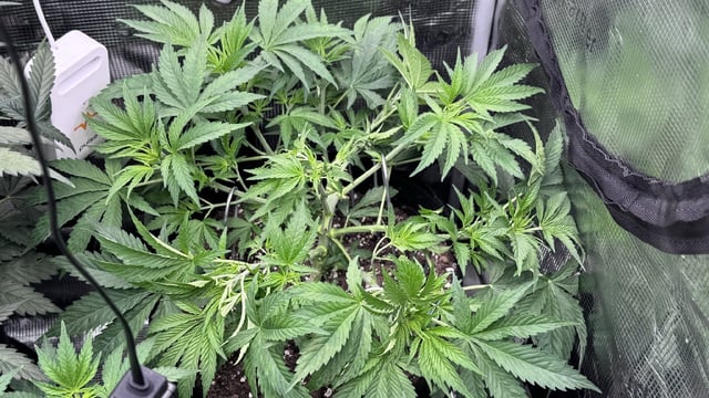 Auto Flower — flower, day 28