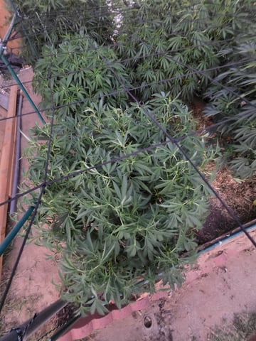 Sour Headies/OGBX1 — vegetative, day 86