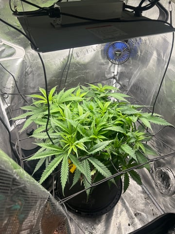 2nd Run — vegetative, day 64