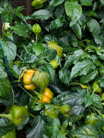 See what grows — vegetative, day 127