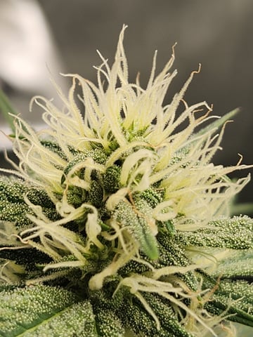 Rings of Saturn & Ghostboosters - Apollo Haze Artisanal Line — flower, day 53